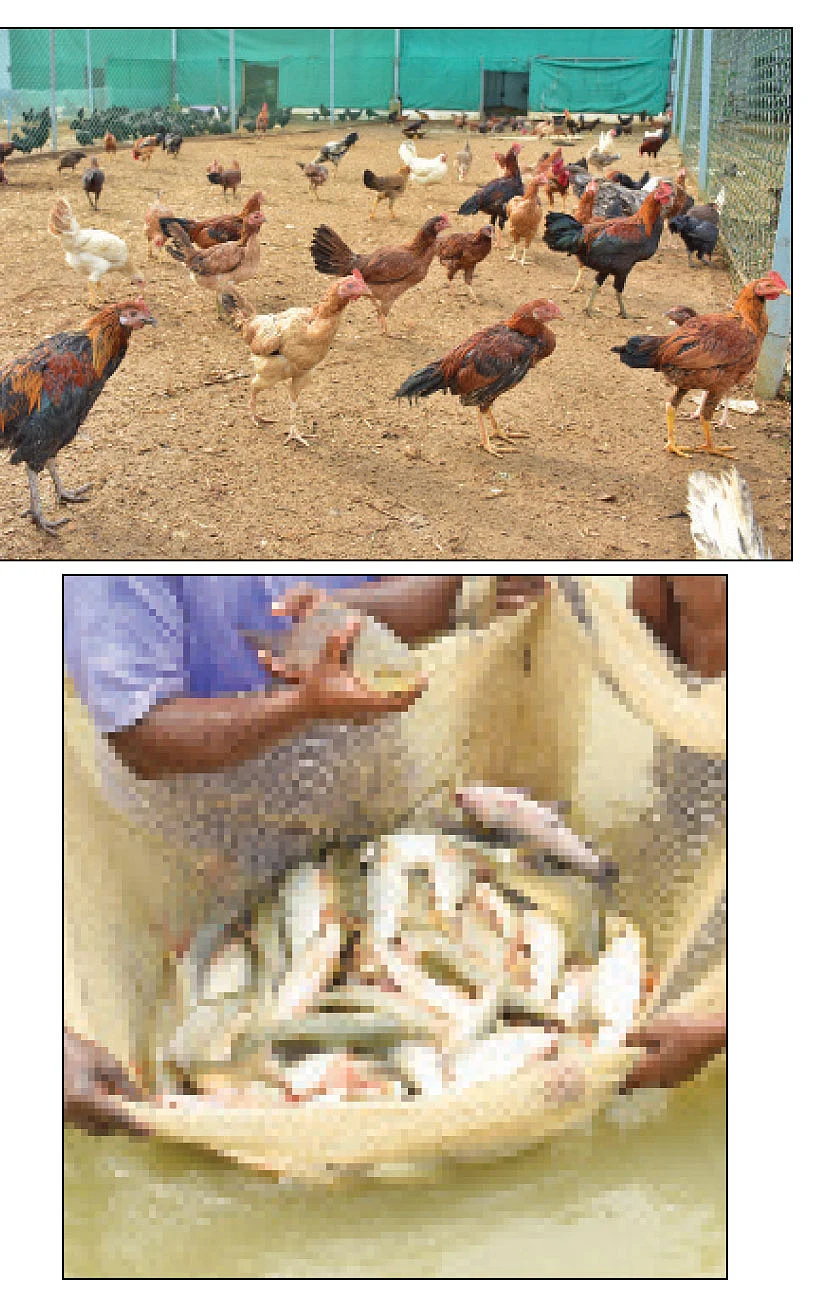 தண்டோரா