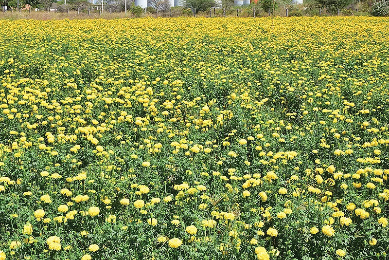 மஞ்சள் நிற செண்டுமல்லி