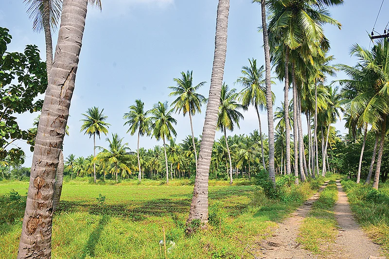 தென்னை