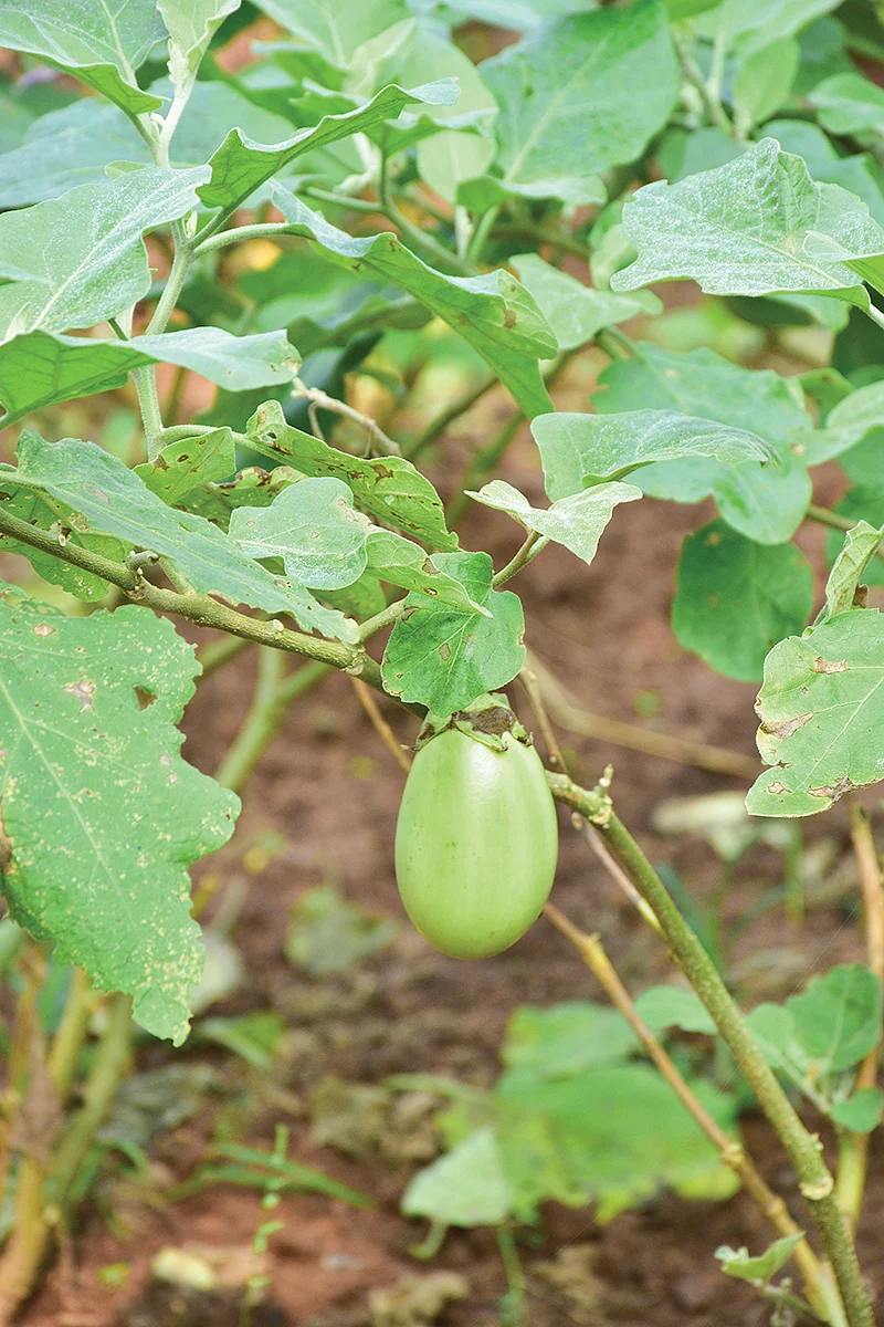 கத்திரி
