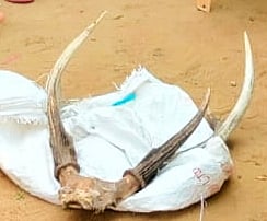 ராமநாதபுரம்: ஆசிரியர் வீட்டில் தலையுடன் மான்கொம்பு பதுக்கல்! - பறிமுதல் செய்த வனத்துறை