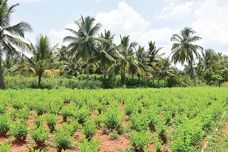 மல்பெரி தோட்டம்