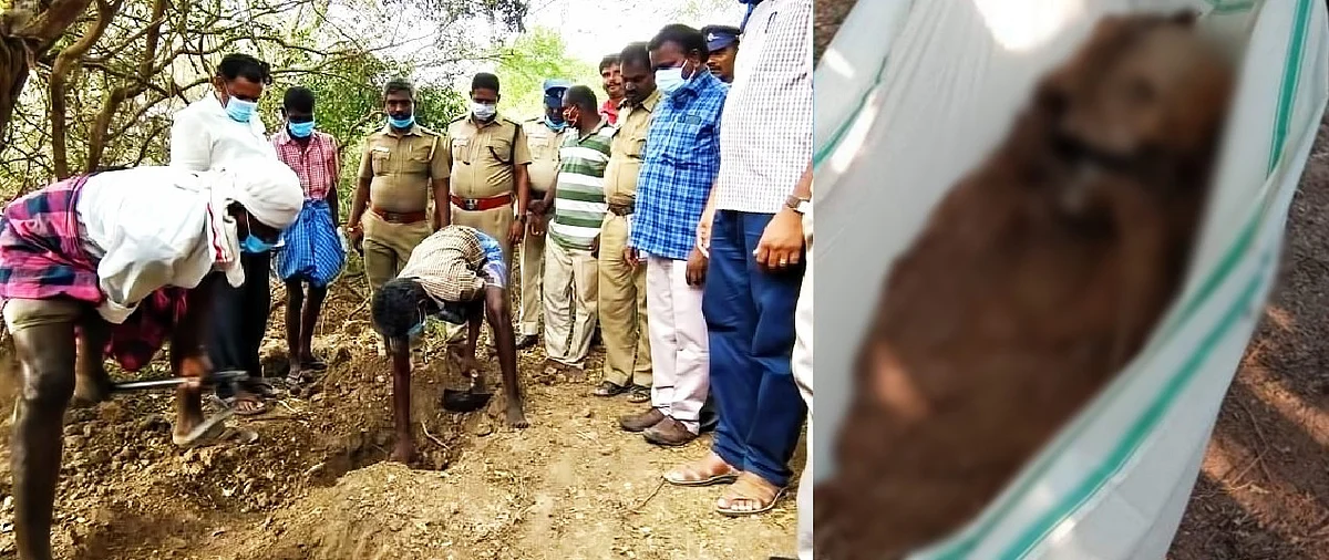 தோண்டி எடுக்கப்பட்ட உடல்