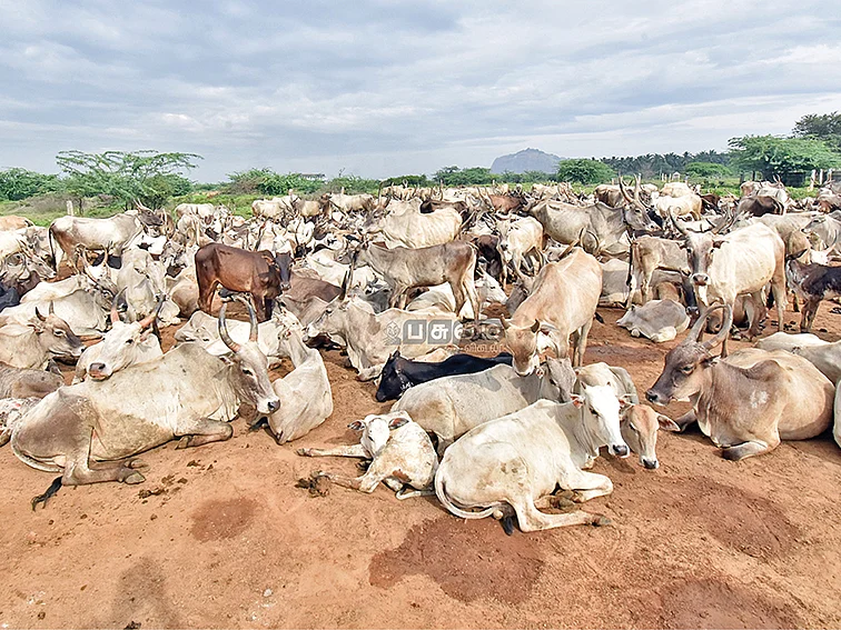 கேள்விக்குறியான மலை மாடுகளின் மேய்ச்சல் உரிமை...? வாழ்வாதாரத்தை இழக்கும் கீதாரிகள்!