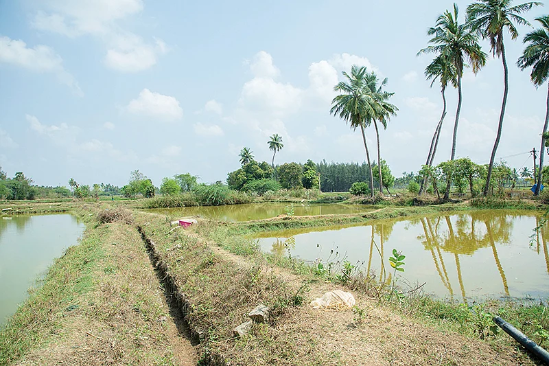 நெல் வயலில் மீன் வளர்ப்பு