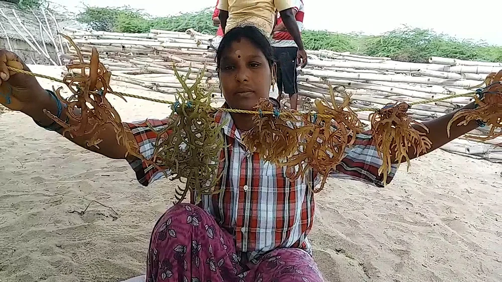 ‘‘ஆண்டு முழுக்க அறுவடைதான்!’’ - கடலில் விவசாயம் செய்யும் சுகந்தி
