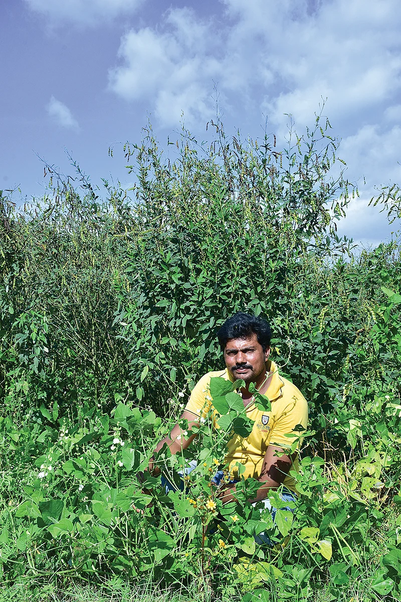 துவரைச் சாகுபடி