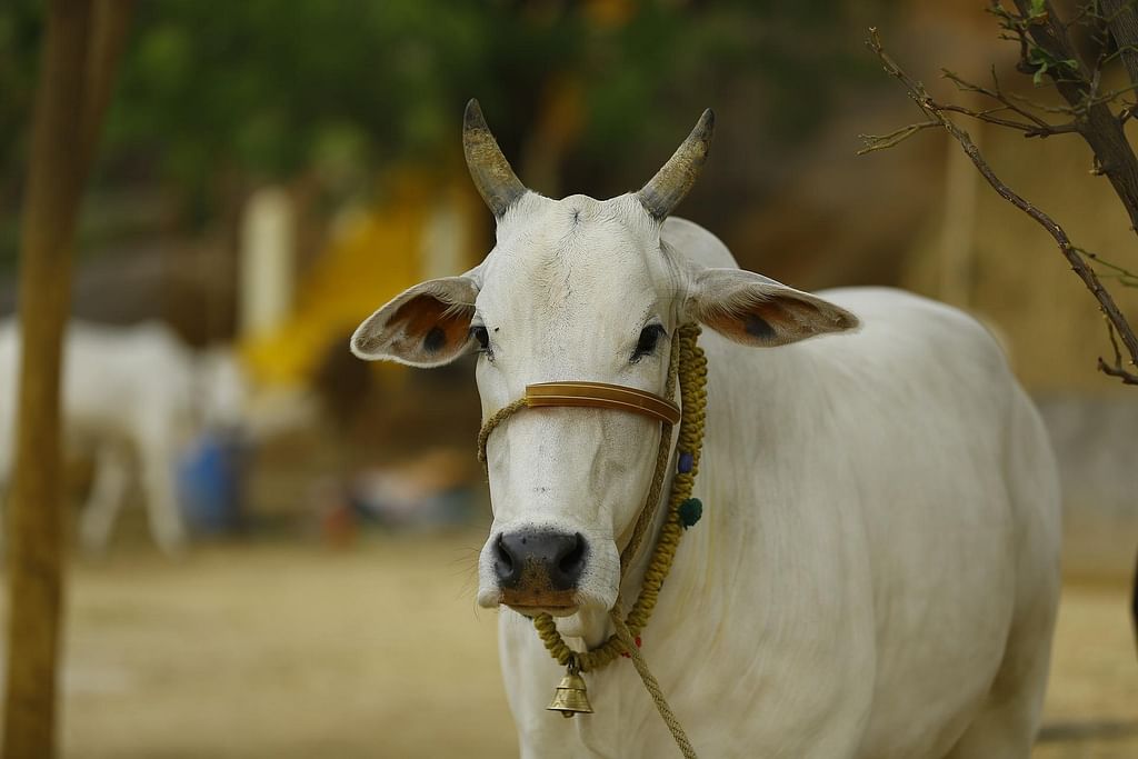 கலியன் மதவு - சமூக நாவல் | அத்தியாயம் 2