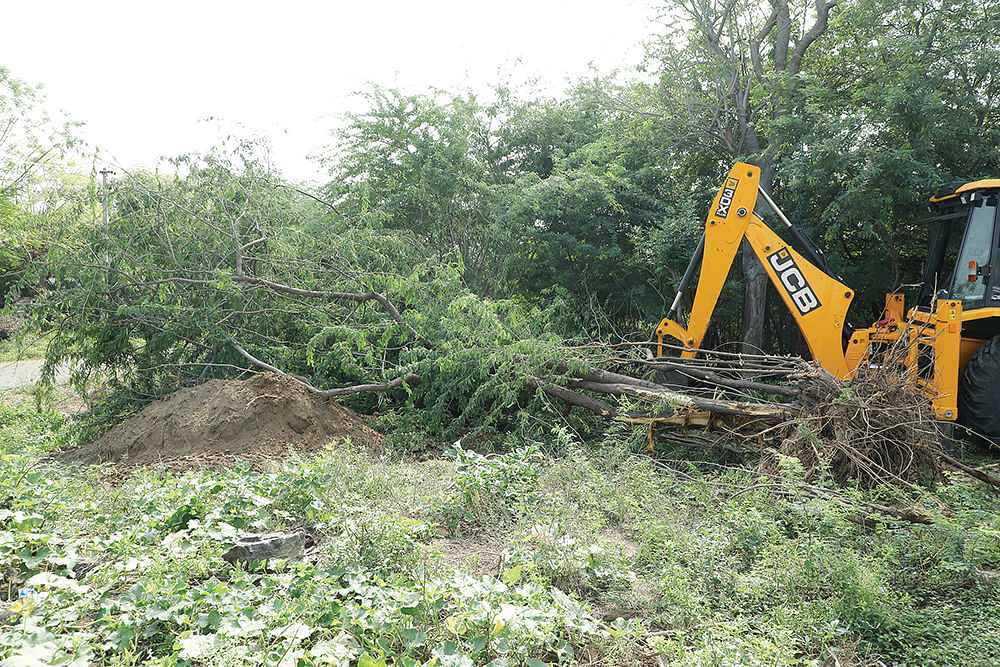 சீமைக்கருவேலம் கள ஆய்வு பணியில்