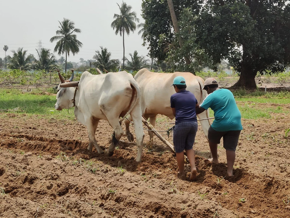 ஏர் உழும் மாணவர்கள்