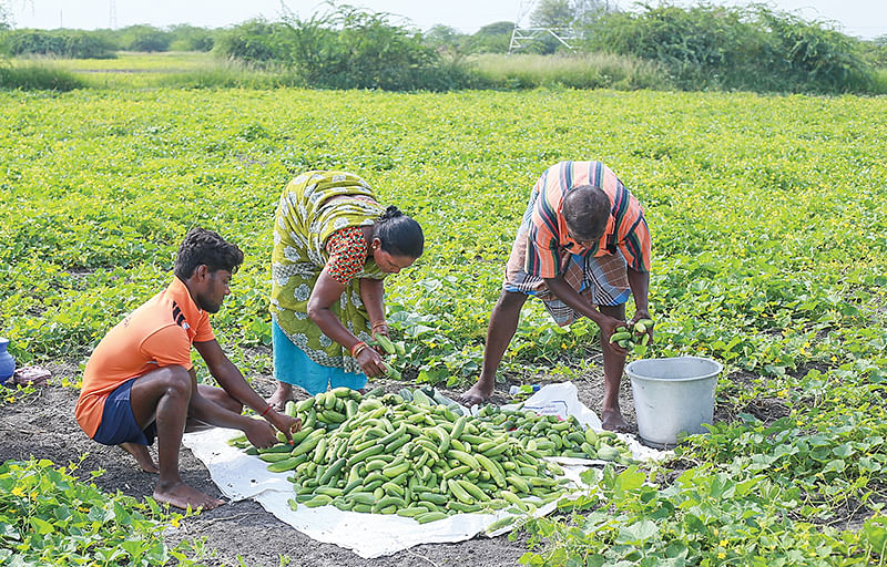 அறுவடைப் பணி