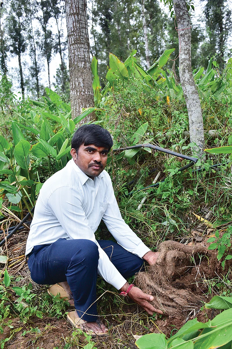 கிழங்கு