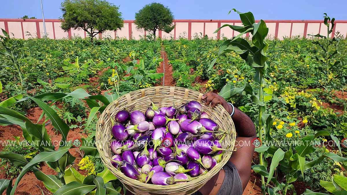 புதுச்சேரி சிறையில் இயற்கை விவசாயம்