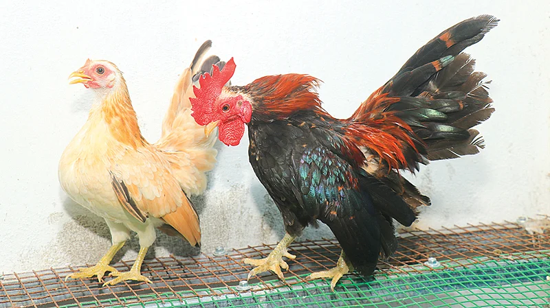 அலங்கார கோழிகள்