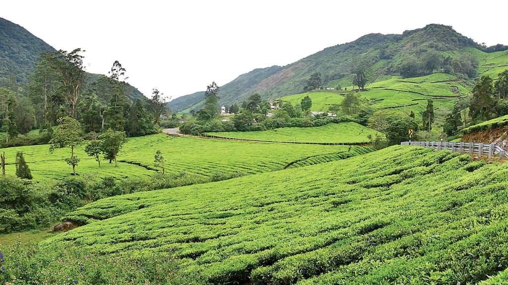 மேகமலை