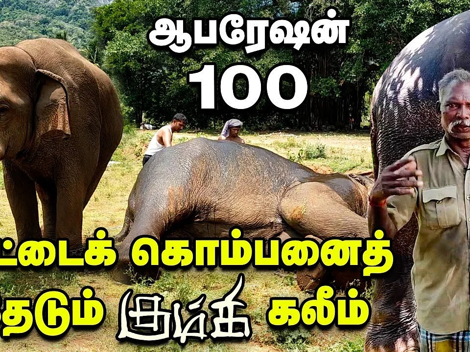 Kumki Elephant Story: குட்டைக் கொம்பனைத் தேடும் கும்கி கலீம்! | Operation 100