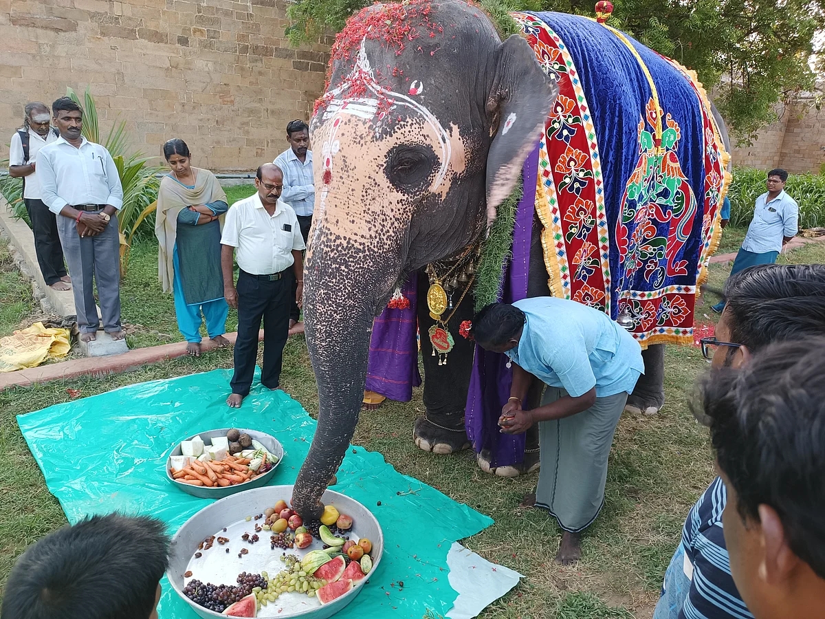 அகிலா யானை