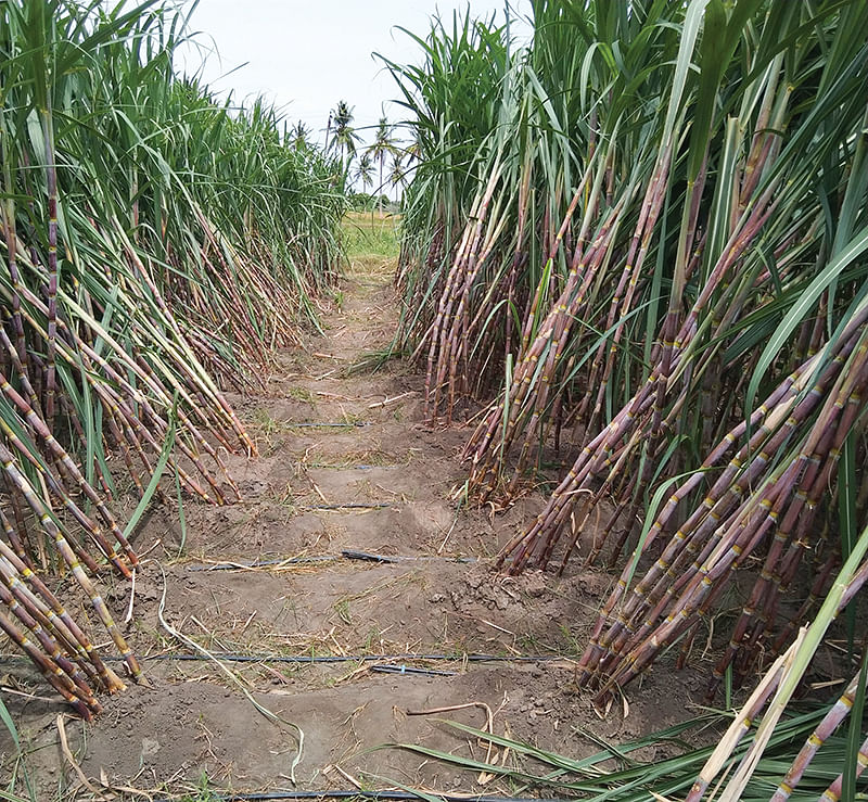 கரும்பு வயல்