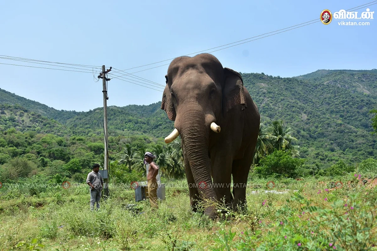 கும்கி
