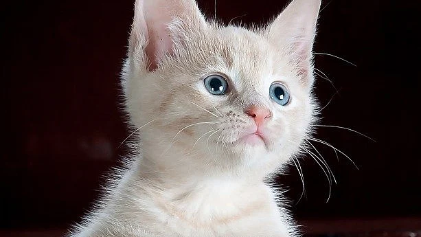 பூனை