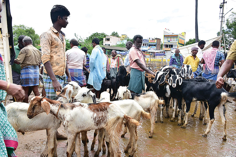 வித, விதமான ஆடுகள்