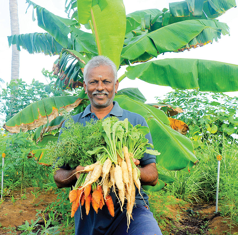 கேரட், முள்ளங்கியுடன்