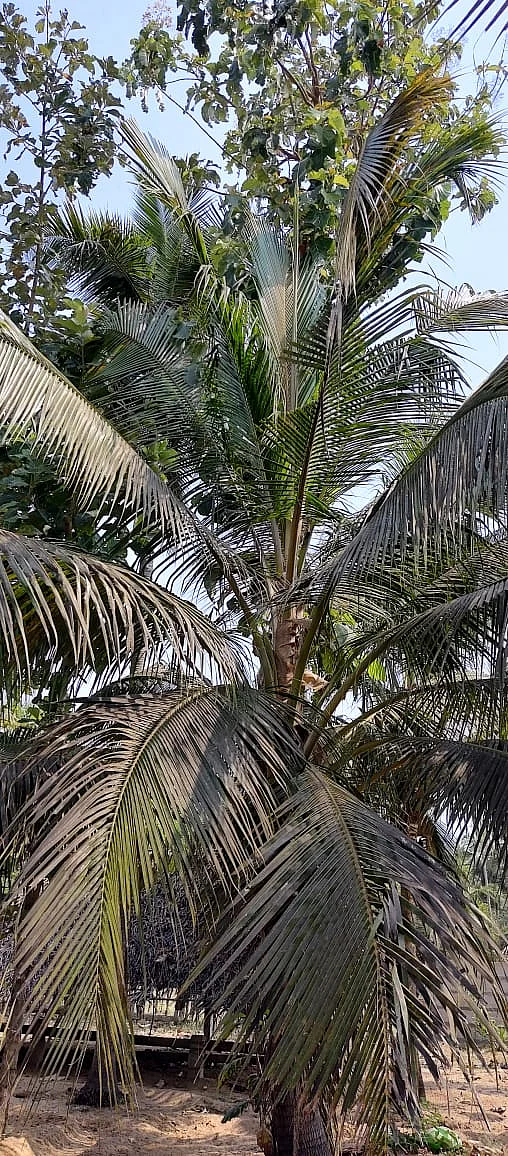தென்னையில் வெள்ளை ஈ தாக்குதல்