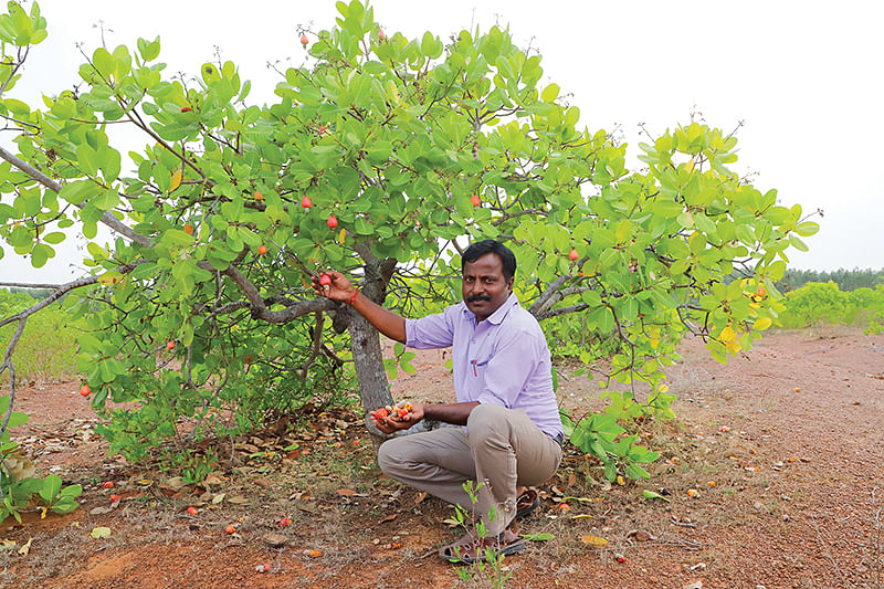 முந்திரி தோட்டத்தில்
ரவிச்சந்திரன்