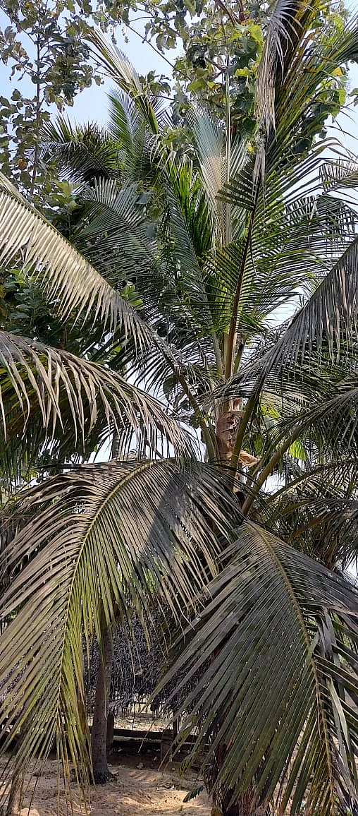 தென்னையில் வெள்ளை ஈ தாக்குதல்