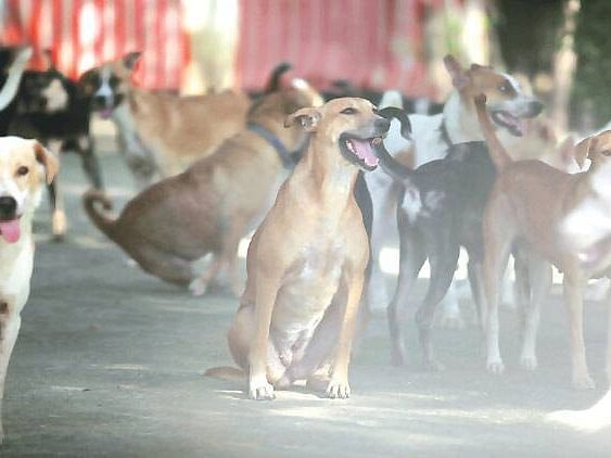 வேலையிலிருந்த பெற்றோர்; ஏழு மாதக் குழந்தையைக் கடித்துக் குதறிய தெரு நாய்! - டெல்லியில் அதிர்ச்சி