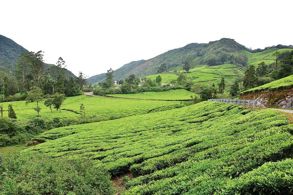 வைகையின் அடிமடியில் கைவைக்கும் ஈகோ டூரிசம்! - உயிர்வாழப் போராடும் வன உயிரினங்கள்