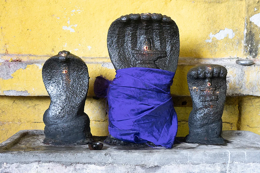 நாகர் தரிசனம்