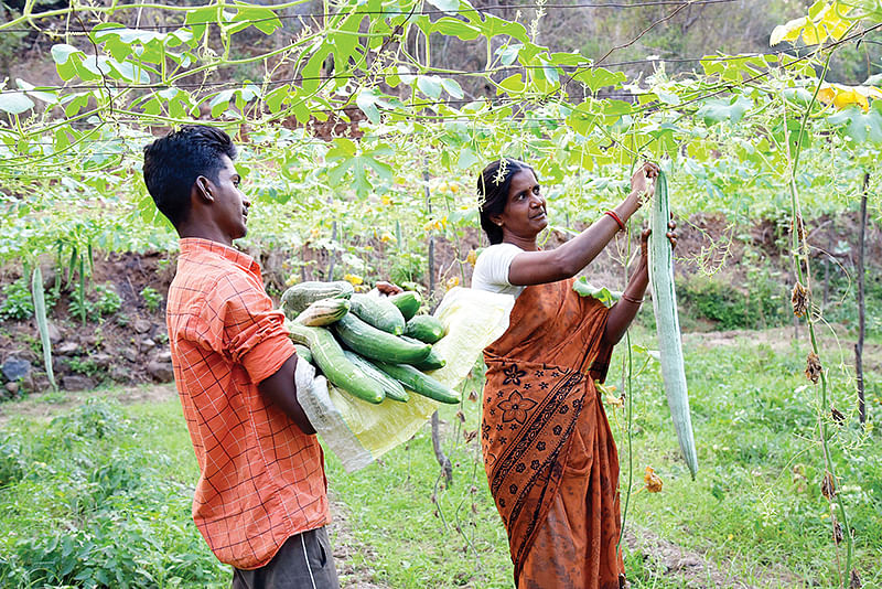 புடலை அறுவடை