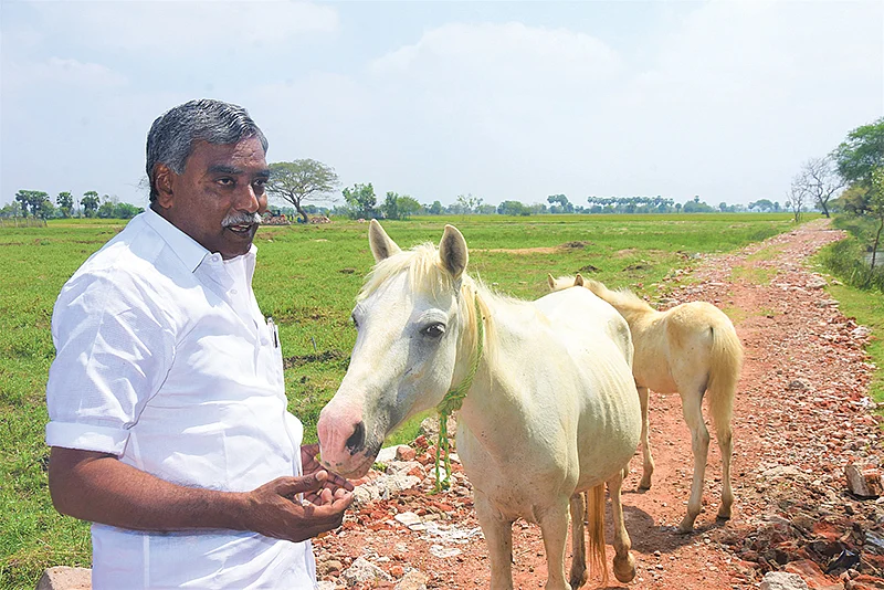 குதிரைகளுடன்
