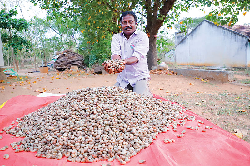 அறுவடையான முந்திரிக் கொட்டைகள்