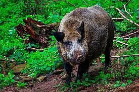Wild Pig (Representational Image)