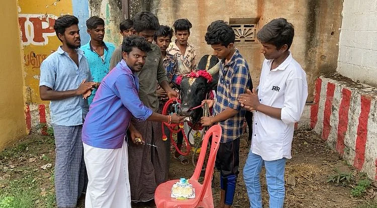 காளைக்கு பிறந்த நாள் கொண்டாடிய மதுரை இளைஞர்கள்