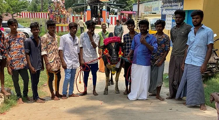 காளையுடன் இளைஞர்கள்
