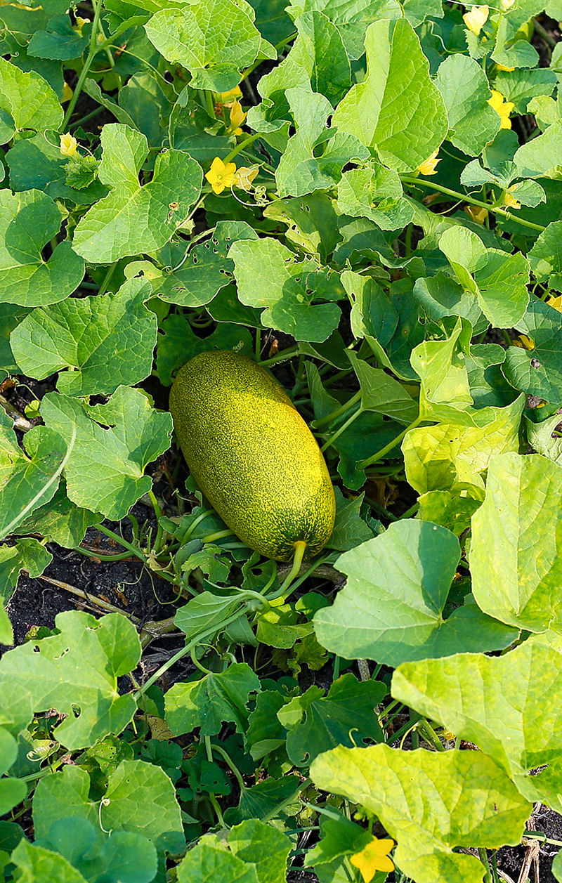 வெள்ளரிப் பழம்