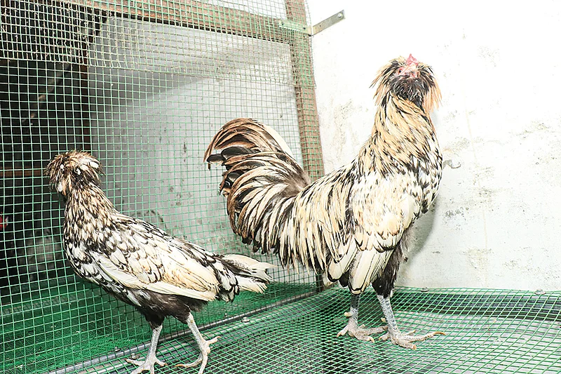 அலங்கார கோழிகள்