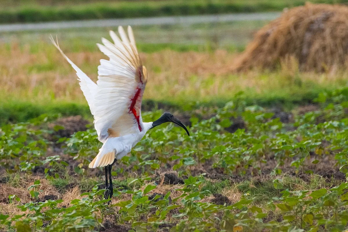 வெள்ளை அரிவாள் மூக்கன்