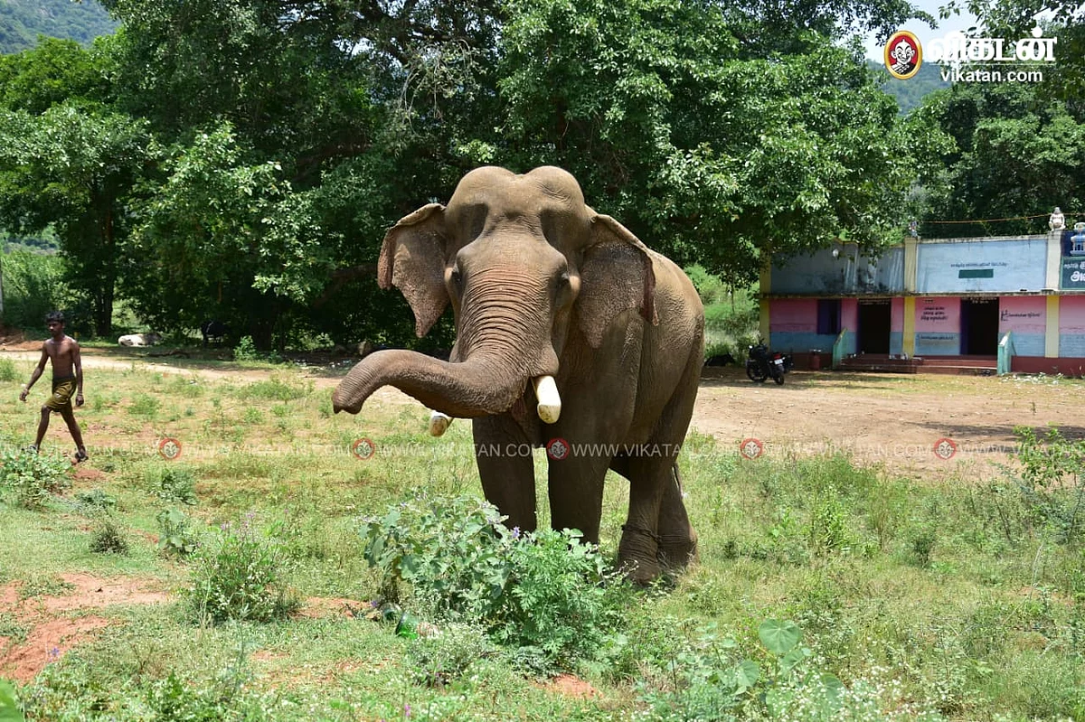 கும்கி