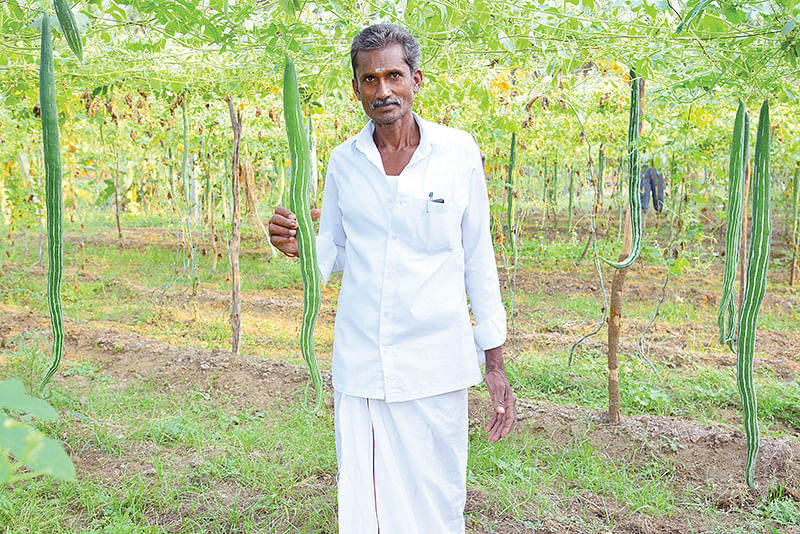 புடலையுடன் அய்யனார்