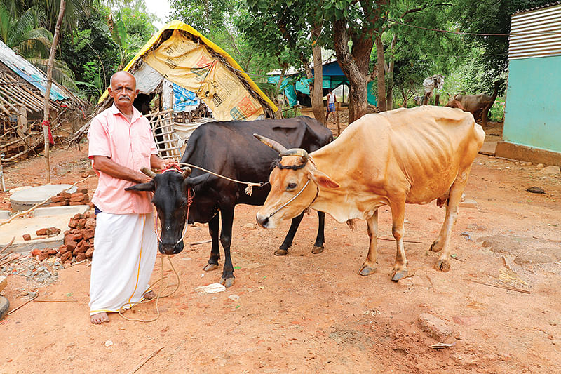 கால்நடைகளுடன்