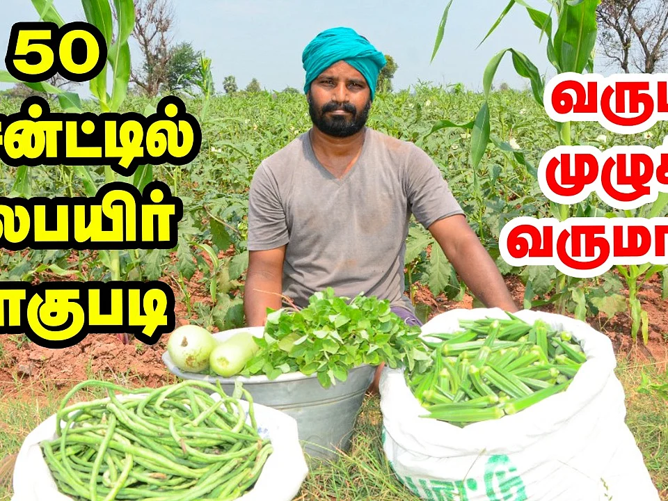 50 சென்ட்டில் பல பயிர் சாகுபடி; வருடம் முழுக்க வருமானம் - அசத்தும் காஞ்சிபுரம் விவசாயி!