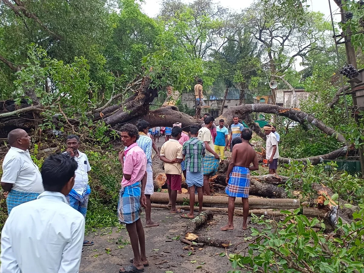 200 ஆண்டுகள் பழைமையான ஆலமரம் விழுந்ததால் வெளியேறிய வௌவால்கள்; கிராம மக்கள் சோகம்!