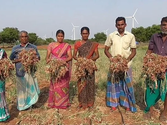 `கிலோவுக்கு 5 ரூபாய்கூட கிடைக்கல, வெங்காயத்தை இலவசமாக அள்ளிட்டு போங்க!' - பழநி விவசாயிகள் கண்ணீர்