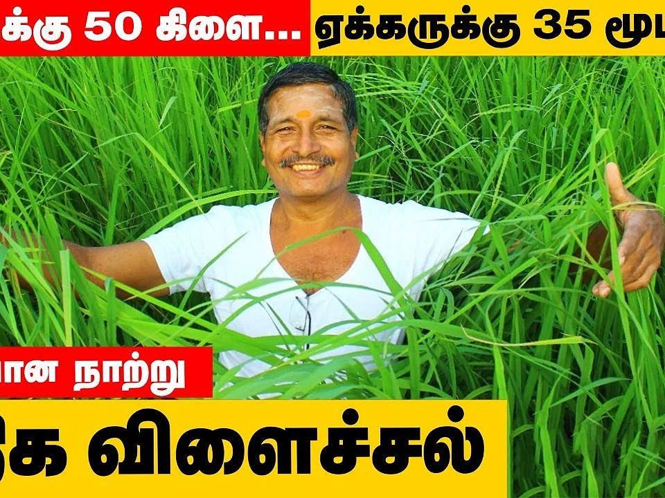 ஏக்கருக்கு 35 மூட்டை; குறைவான நாற்றில் அதிக விளைச்சல்... அசத்தும் விவசாயி!