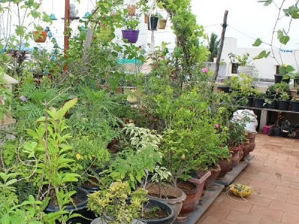 மாடித் தோட்டம் செழிப்பா இருக்க இதையெல்லாம் பண்ணுங்க! | Visual Story