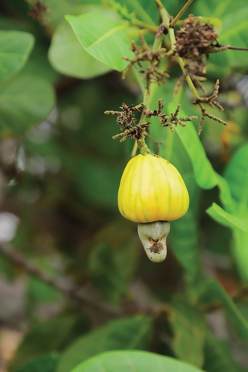 முந்திரி